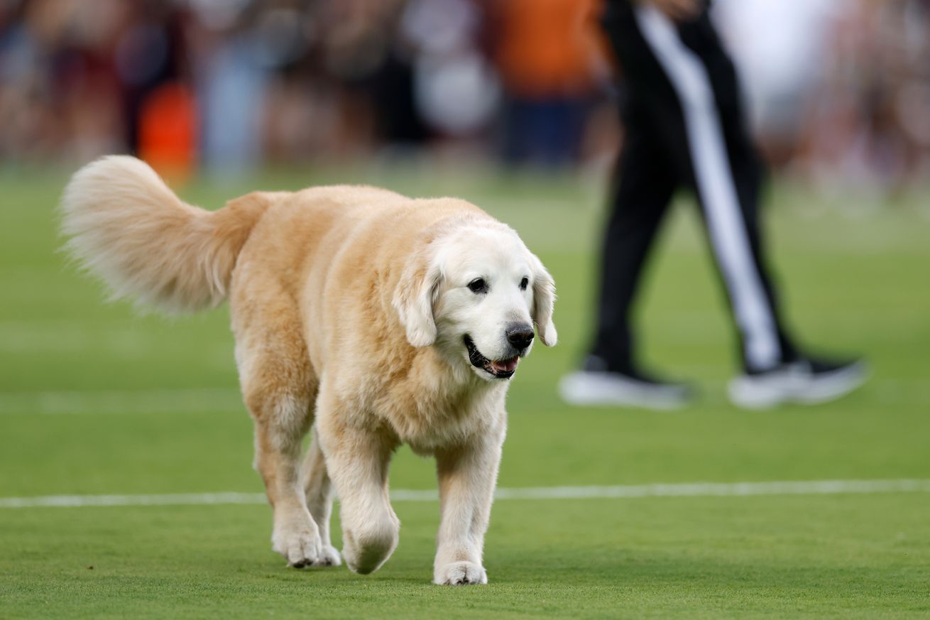 LSU v Texas A&M